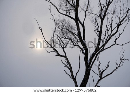 Winter landscape with snowfall, sun and tree silhouette