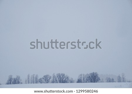 Winter landscape with snowfall and snow covered tree, tree silhouette     