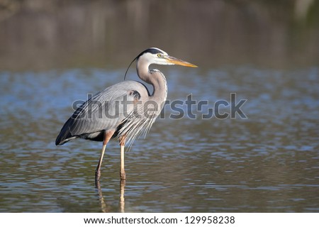 Great Blue Heron (Ardea herodias) - Fort Myers Beach, Florida Royalty-Free Stock Photo #129958238