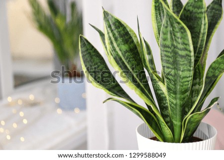 Decorative sansevieria plant in room, closeup Royalty-Free Stock Photo #1299588049