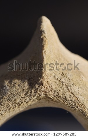 Macro image of a detail of a whale vertebrae 