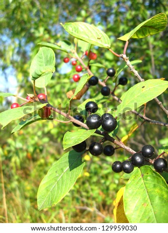 The image of the branch with the ripe wolf berries