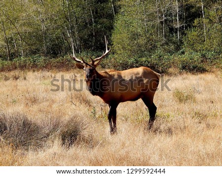 Large male tule elk deer with antlers spotted at San Luis National Wildlife Refuge in Central California