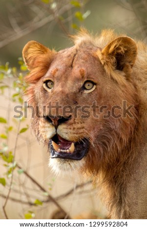 African lion (Panthera Leo), young, after eat, Kruger National Park, South Africa.