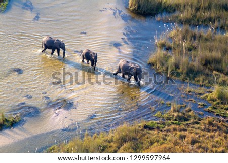 African Elephant (Loxodonta africana).  Aerial View of the Okawango Delta, Botswana.