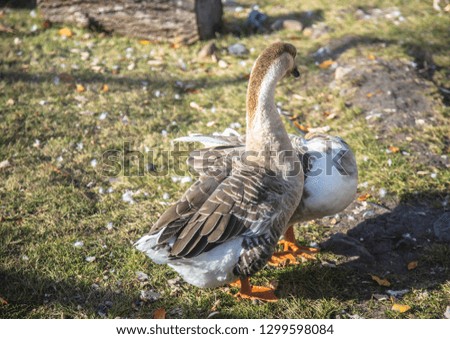 Nature photography, walking geese in sunny weather, gray coloring, feathering with light shading and various color of webbed feet, neck of medium length, orange legs and beak.