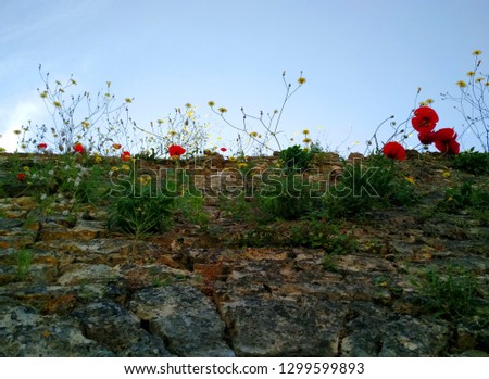 An old fortress wall with poppies and  other flowers growing between the cracks, Gjirokastra, Albania