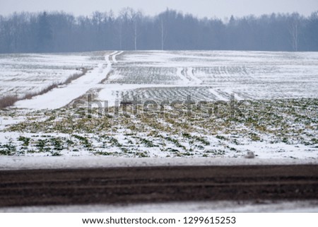 Snow covered agricultural land, Trees in the background and black road on foreground                             