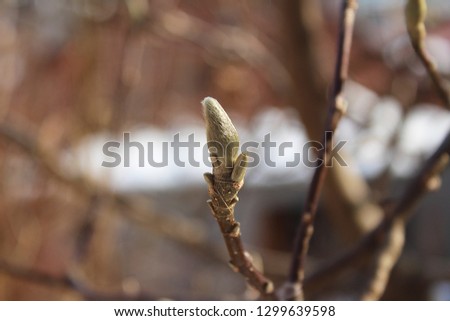 a bud of magnolia with snow 