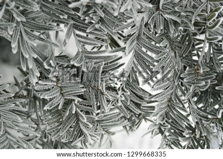 The evergreen twigs are covered with small thorny hoarfrost. Spruce needle, covered with frost, on a frosty winter day looks for New Year's Eve celebratory.