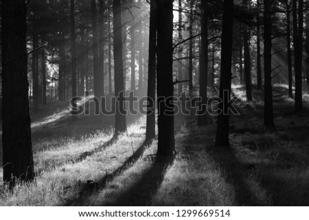 Black and white ponderosa pines with sun and morning mist