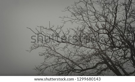 a tree without leaves in the winter in the fog