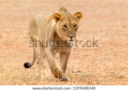 African lions (Panthera leo), young male, Kgalagadi Transfrontier Park, Kalahari desert, South Africa.