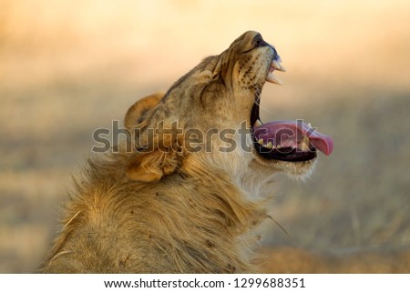 African lions (Panthera leo), young male, Kgalagadi Transfrontier Park, Kalahari desert, South Africa.