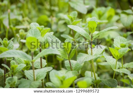 Fresh green peppermint plants, mint leaves growing for herbal tea. Organic gardening, vegetable garden, aromatic plant for healthy diet. 