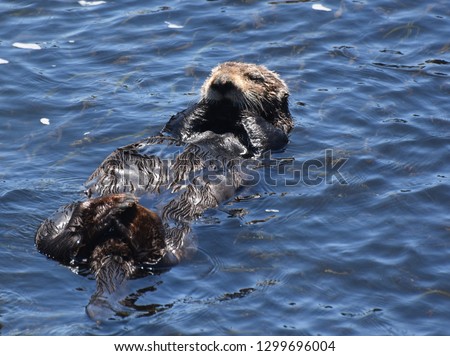 A very cute face of a sea otter on it's back in the coean.