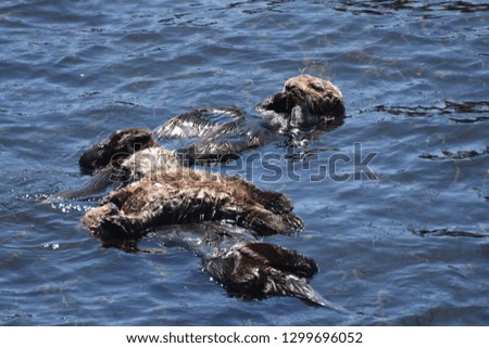 Adorable close up look at a group of sea otters on their backs.