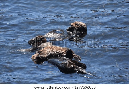 Bay with a group of sea otters floating on their backs in the ocean.