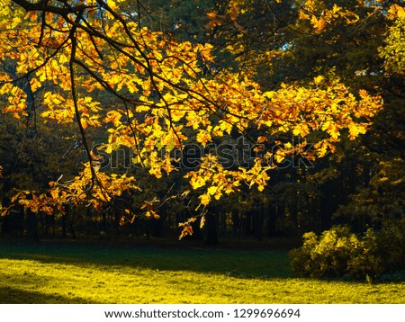 Oak leaves under the blinding sun. Dark background of the forest makes them even brighter