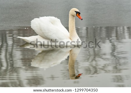Swan On a Lake On a Winter Day