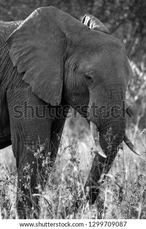 Black and White Elephant is tje Masai Mara national park