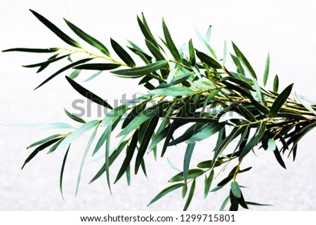 a eucalyptus plant