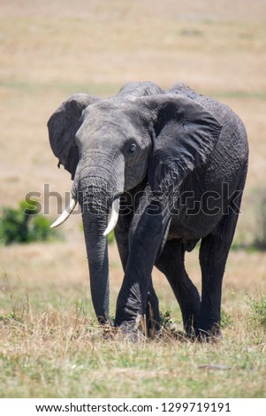 Elephant in the Masai Mara national park, Kenya, Africa