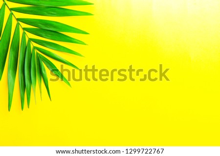 Top view of big green leaf of a exotic parlor palm on bright yellow background with a lot of copy space for text. Minimalistic flat lay composition w/ large branch of tropical plant. Close up