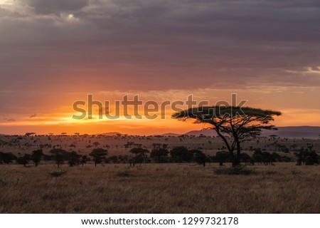 The Serengeti is one of the most popular nature reserves in the world and is also a UNESCO World Heritage Site. It is home to a variety of animals, including the famous Big Five. Royalty-Free Stock Photo #1299732178