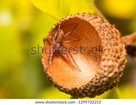 A small spider hidden in a acorn. Macro photo