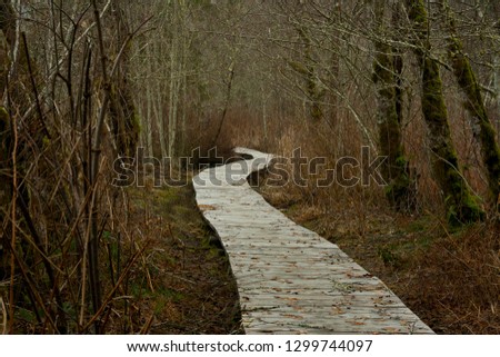 a picture an exterior Pacific Northwest forest hiking trail