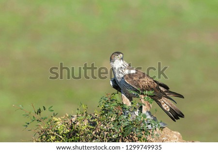 Adult Bonelli's Eagle (Aquila fasciata) sitting on a rock with a prey in Spain.