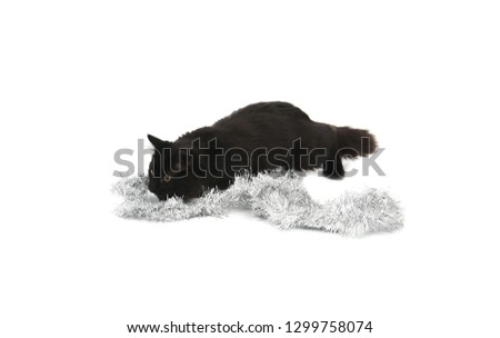 Black cat playing against a white background