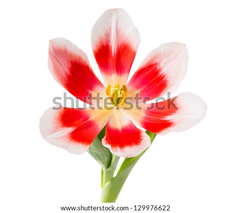 tulip isolated on a white background