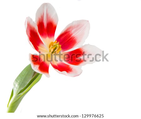 tulip isolated on a white background