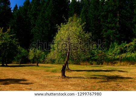 a picture of an exterior Pacific Northwest forest with Apple trees