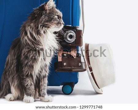 Charming fluffy kitten, stylish suitcase, vintage camera and sun hat on white, isolated background. Close-up. Preparing for the summer trip