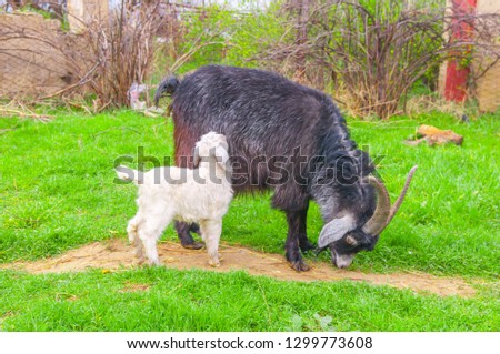 Goat with a goat. lamb sowing in the meadow, green grass, white goat. The concept of goat milk and livestock farming.