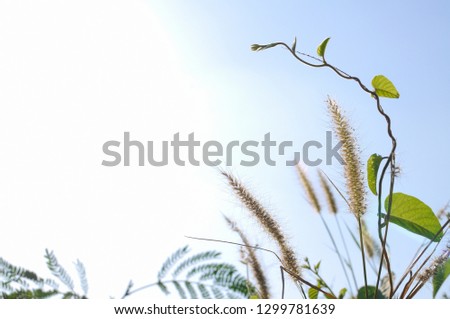 
grass flowers and vines with blue sky and sun at evening