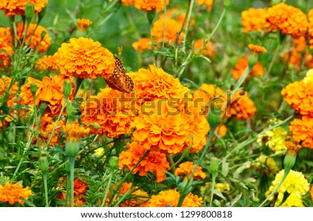Soft focus on Marigold flowers and leaf ,butterfly