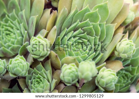 natural filled frame top view close up background wallpaper macro shot of two rosettes of pale green sempervivum tectorum (common houseleek) succulent plants with large hens surrounded by small chicks