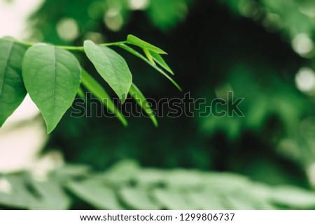 Closeup green leaves in garden with copy space using as background natural, fresh wallpaper concept
