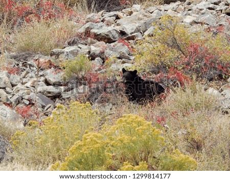 Wild North American black bear spotted in the Colorado Rocky Mountains during fall 
					