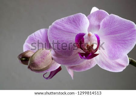Beautiful gentle flowers of Phalaenopsis orchids on a gray background.
