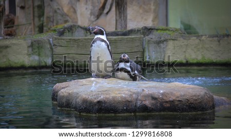 two penguins on a rock among water