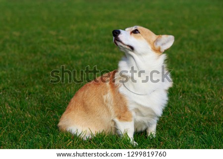 Little young puppy breed Welsh Corgi Pembroke sitting on the green grass