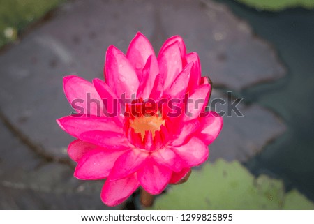 Pink lotus blooming in the garden.