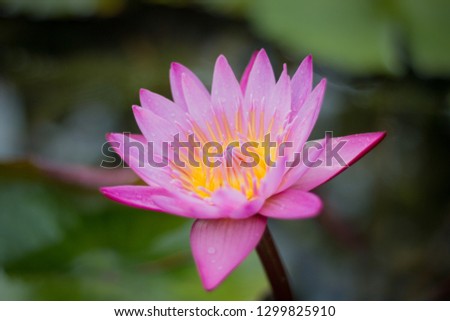 Pink lotus blooming in the garden.