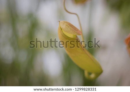 carnivorous plants in a garden