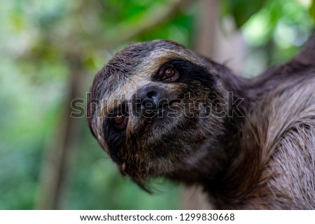 Sloth at the Pilpintuwasi butterfly farm in Iquitos Peru in the Amazon Jungle